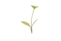 Parsley – Microgreen Seed