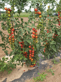 Sakura – Organic Tomato Seed