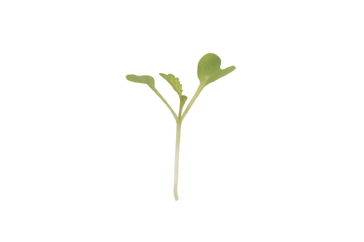 Mustard, Green Wave – Organic Microgreen
