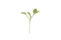 Mustard, Green Wave – Organic Microgreen
