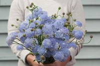Lacy Lavender Blue – Didiscus Seed