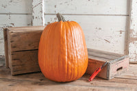 Early Giant – Pumpkin Seed