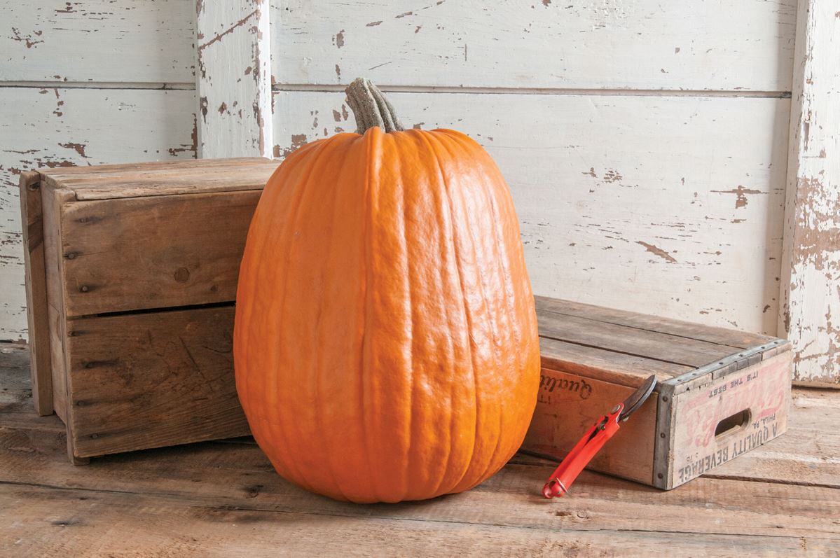 Early Giant – Pumpkin Seed