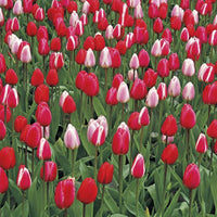 Perennial Delight Tulip Mixture Seeds