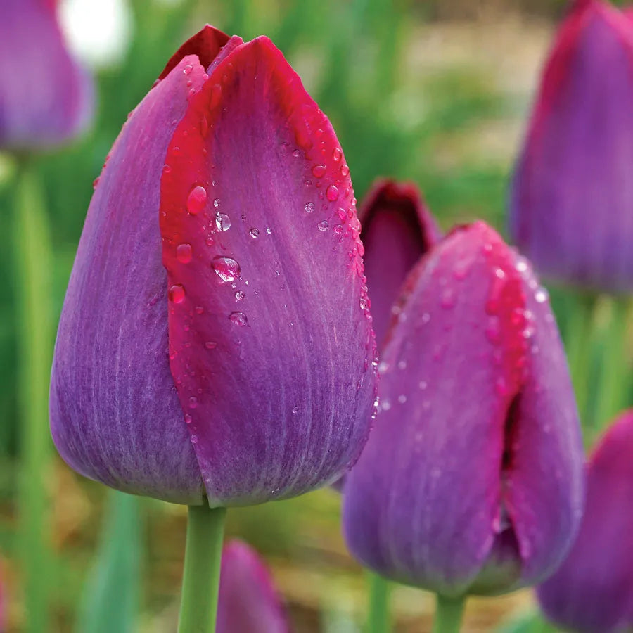 Pittsburg Tulip Seeds