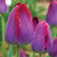 Pittsburg Tulip Seeds