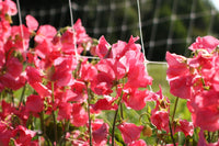 Elegance Watermelon – Sweet Pea Seed