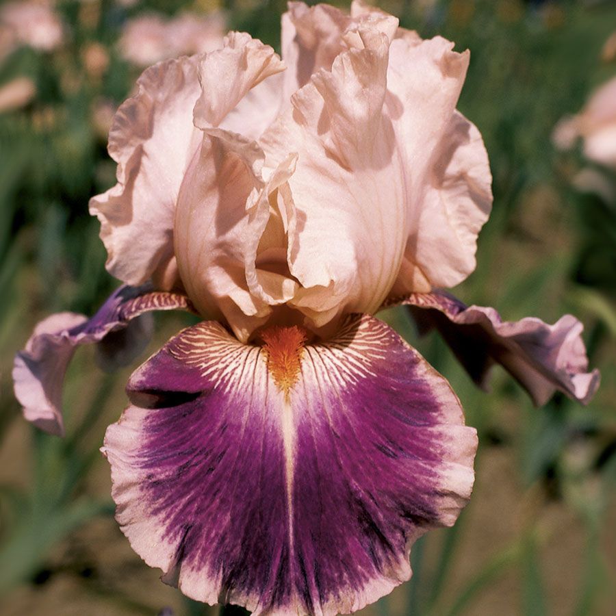 Cherry Blossom Song Bearded Iris Seeds