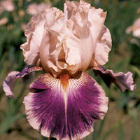 Cherry Blossom Song Bearded Iris Seeds