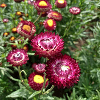 Strawflower Seeds Purple Red
