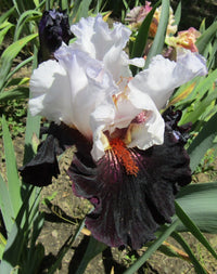 First Dance Bearded Iris Duet