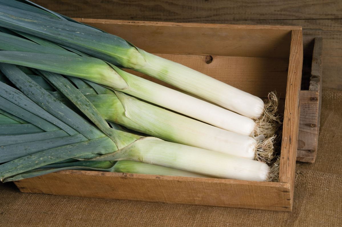 Lexton – Leek Seed