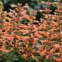 Heirloom Non-GMO Agastache Arizona Sunset Flower Seeds for Planting – Fragrant Drought-Tolerant Blooms - Non-GMO for planting in home garden