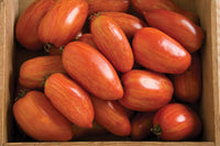 Speckled Roman – Organic Tomato Seed