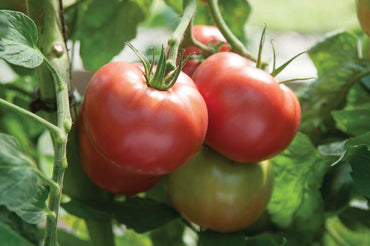 Martha Washington – Organic Tomato Seed