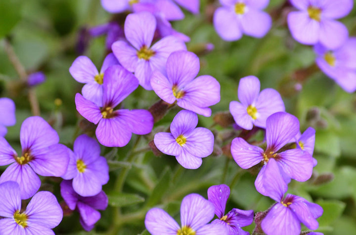 Aubrieta Flower Seeds for Planting 100
