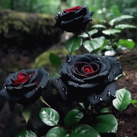 Red and Black Rose Flower Seeds for Garden Planting – Heirloom, Non-GMO Seeds for Easy Growth