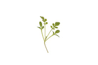 Cress, Cressida – Microgreen Seed