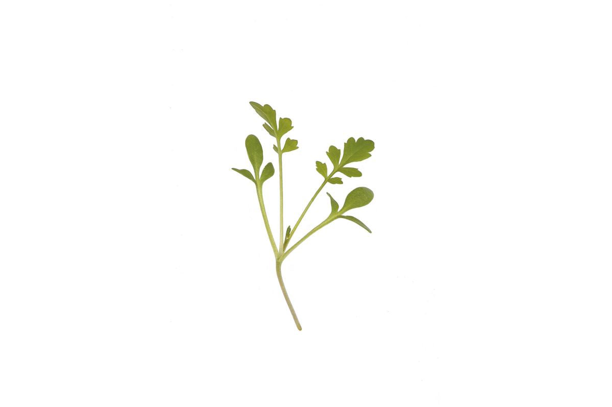 Cress, Cressida – Organic Microgreen Seed