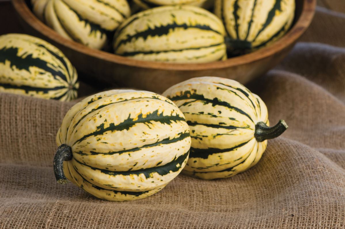 Jester – Delicata Squash Seed