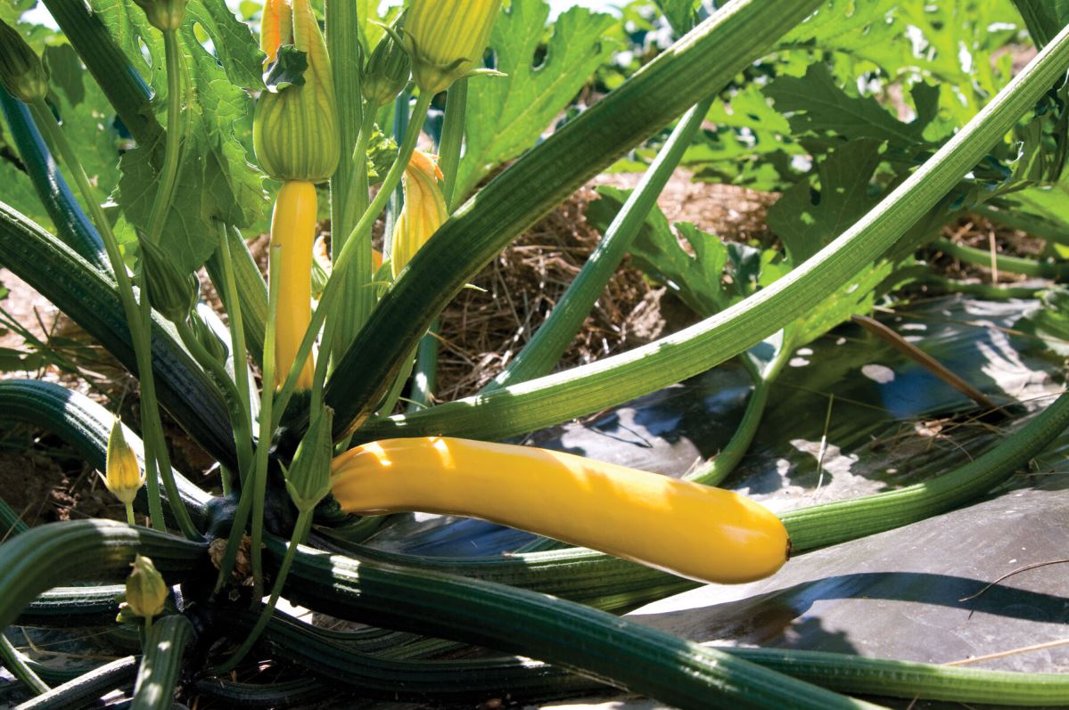 Golden Glory – Zucchini Squash Seed