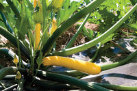 Golden Glory – Zucchini Squash Seed