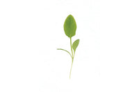 Sorrel – Microgreen Seed
