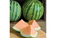 Orange Crisp – Watermelon Seed