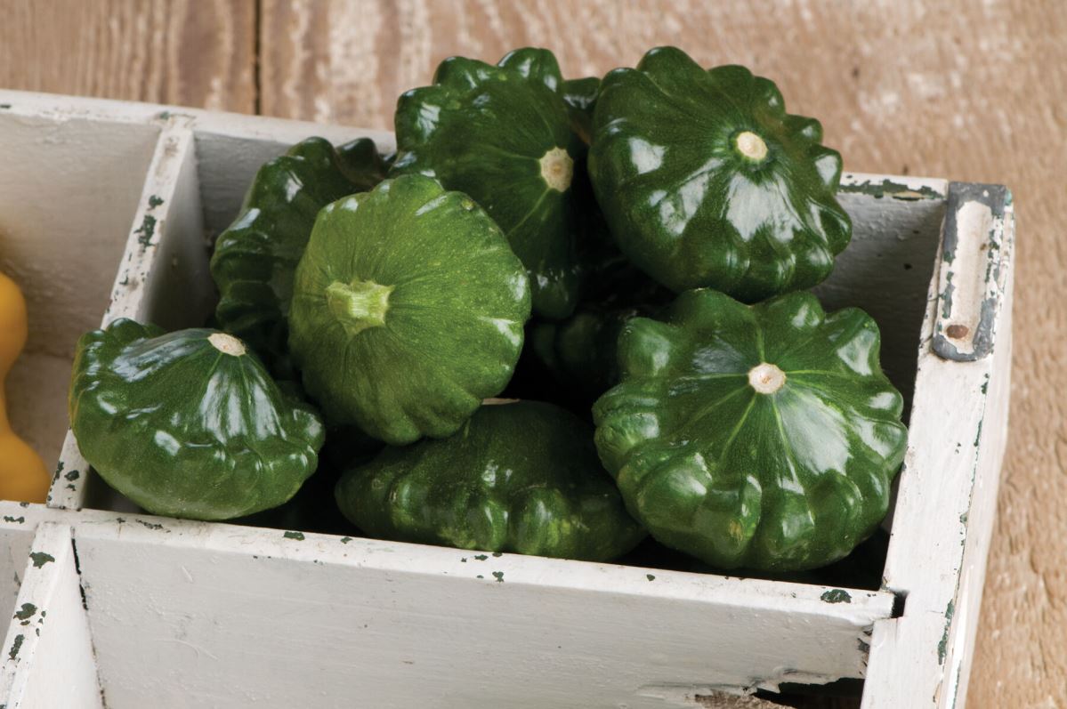 G-Star – Organic Patty Pan Squash Seed
