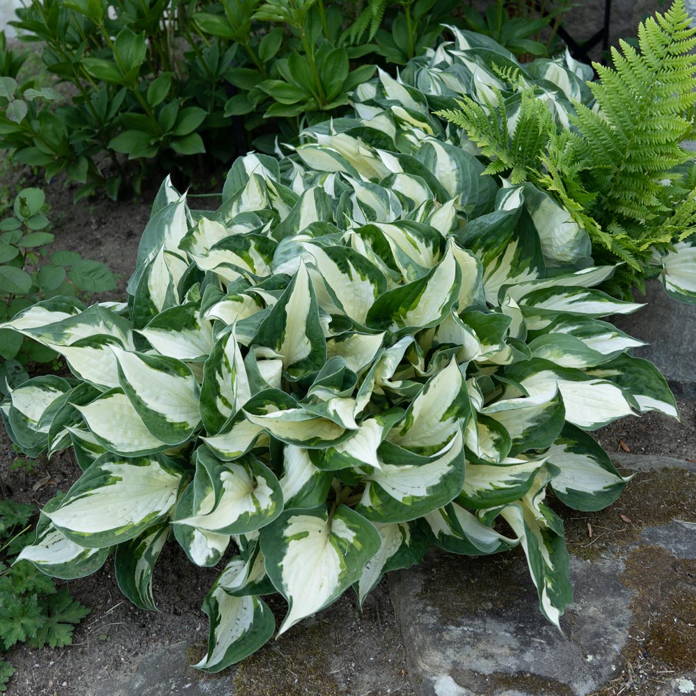 Fire and Ice Hosta