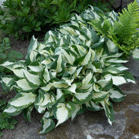 Fire and Ice Hosta