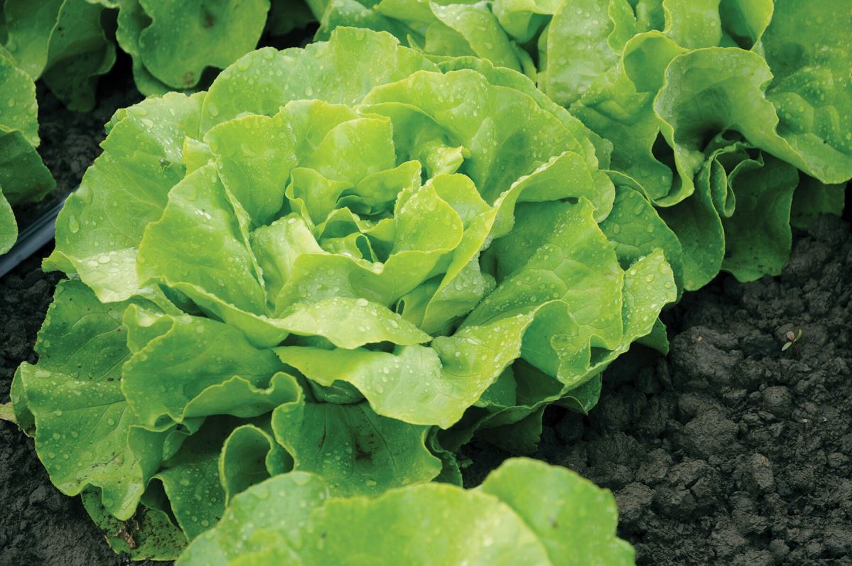Mirlo – Organic Lettuce Seed