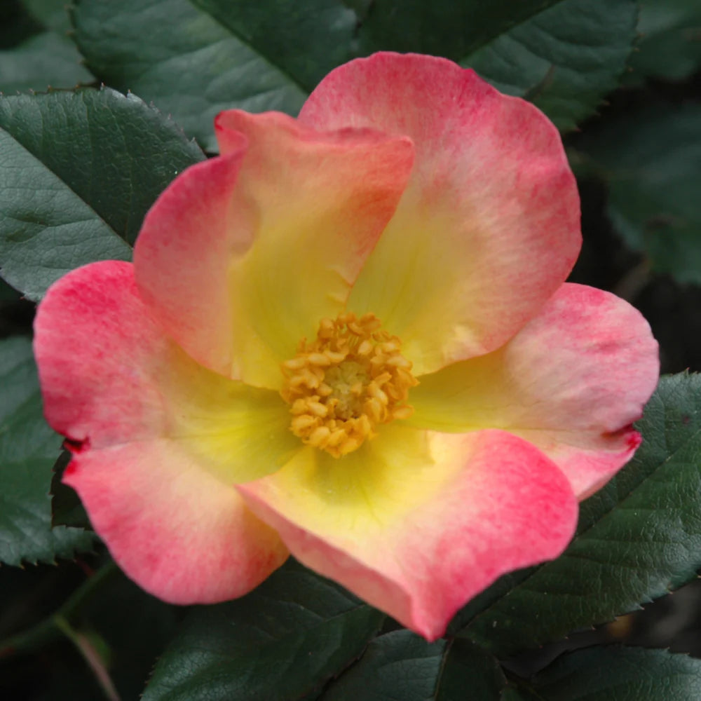 Watercolors Home Run Shrub Rose