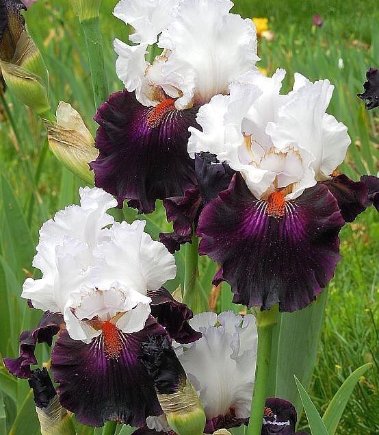 First Dance Bearded Iris Duet