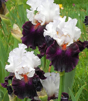 First Dance Bearded Iris Duet