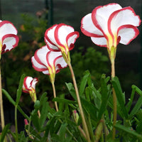 Oxalis Versicolor Candy Cane Sorrel Seeds for Home Garden Bloomi