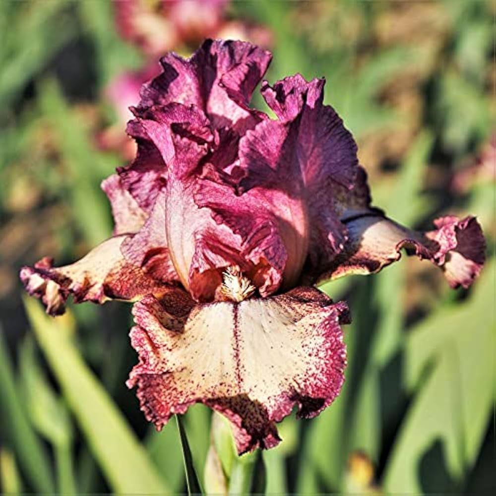 Rock Star Reblooming Bearded Iris