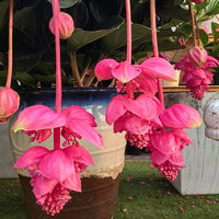 Medinilla Magnifica Flower Seeds