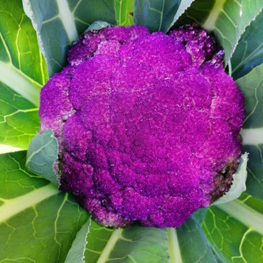 Graffiti – Purple Cauliflower Seeds