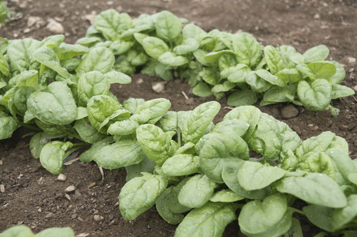 Emperor – Spinach Seed