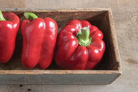 Paladin – Bell Pepper Seed