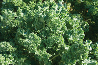 Siberian – Kale Seed