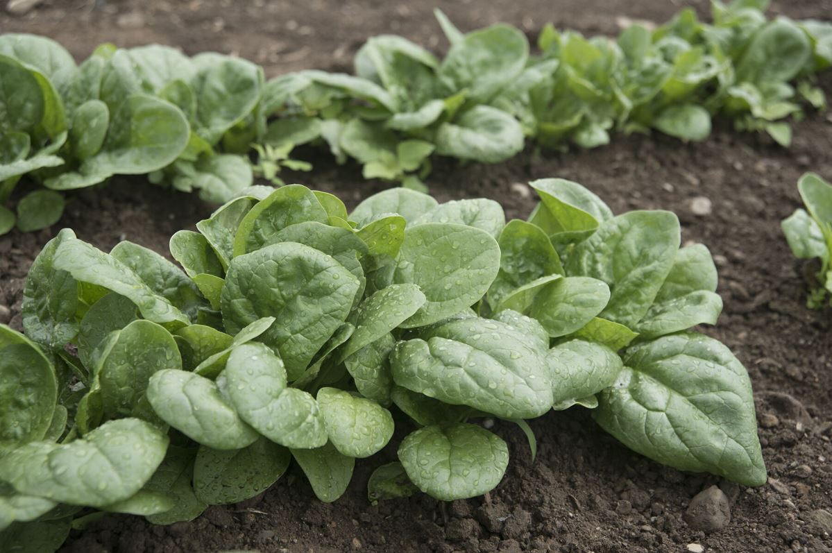 Seaside – Spinach Seed