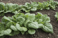 Seaside – Spinach Seed