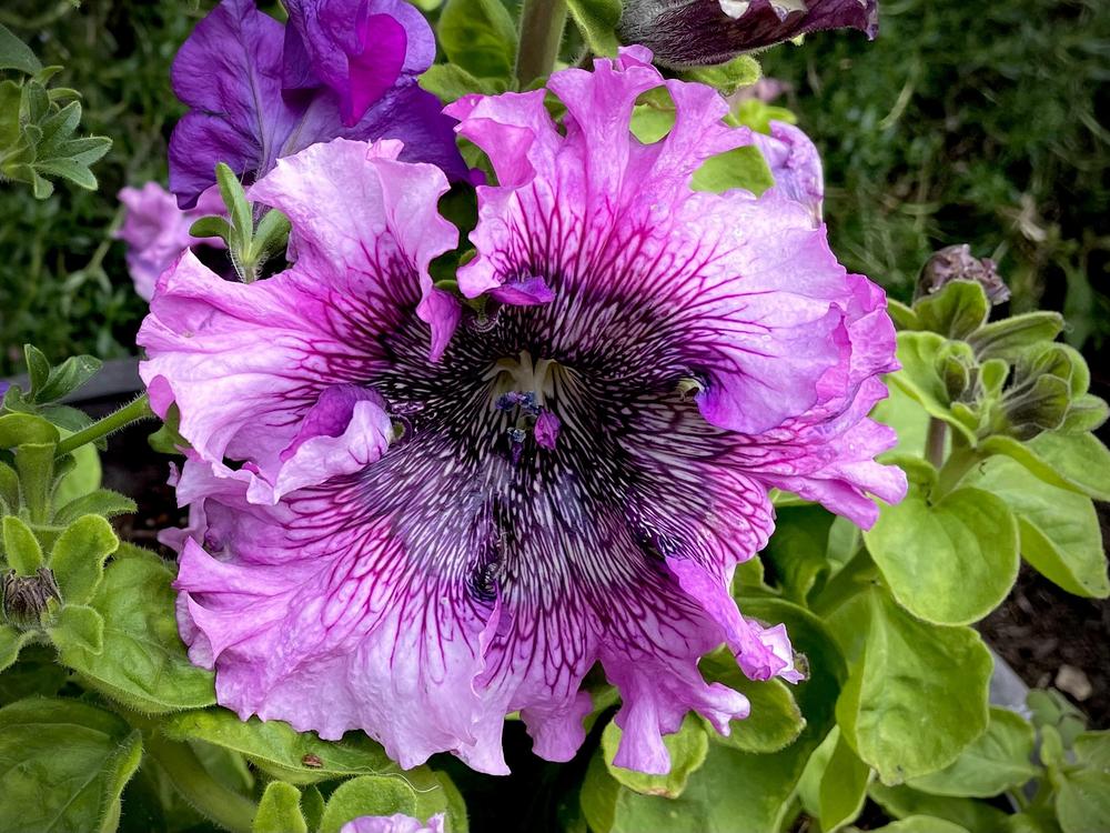 Petunia- Superbissima Rosea