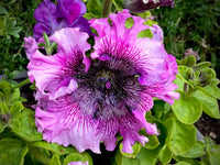 Petunia- Superbissima Rosea