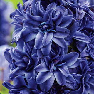 Royal Navy Double Hyacinth Seeds