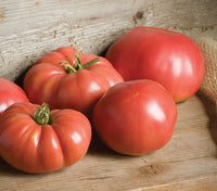 Grafted Heirloom Organic Tomato Seed