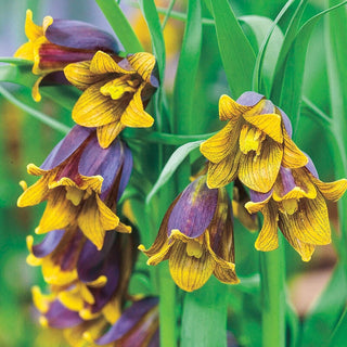 Fritillaria uva-vulpis Seeds