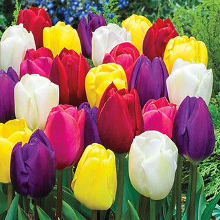 Midseason Tulip Mixture Seeds